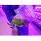 МИКС: Горчица листовая и микрозелень щавель «Сангвиник»