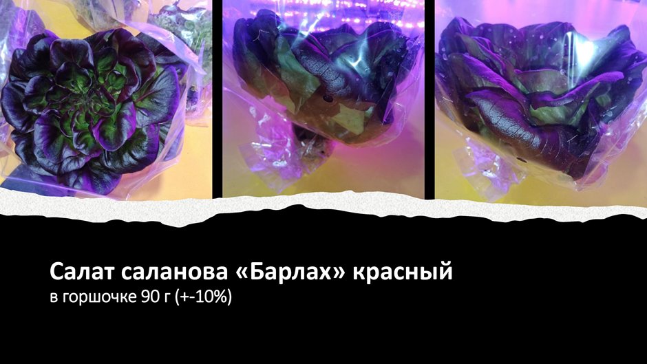 Салат саланова «БАРЛАХ» красный в горшочке. Вес нетто: 90 г (+-10 %)