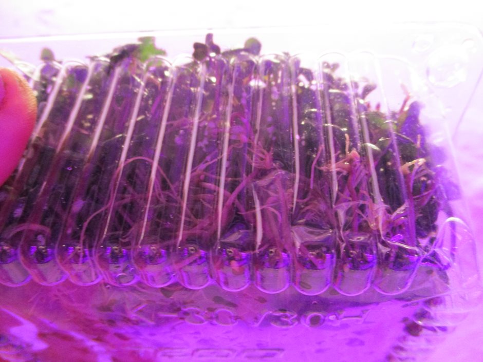 Высокое содержание фитонцидов в микрозелени красной капусты подавляет рост и развитие бактерий, микроскопических грибов, простейших. 