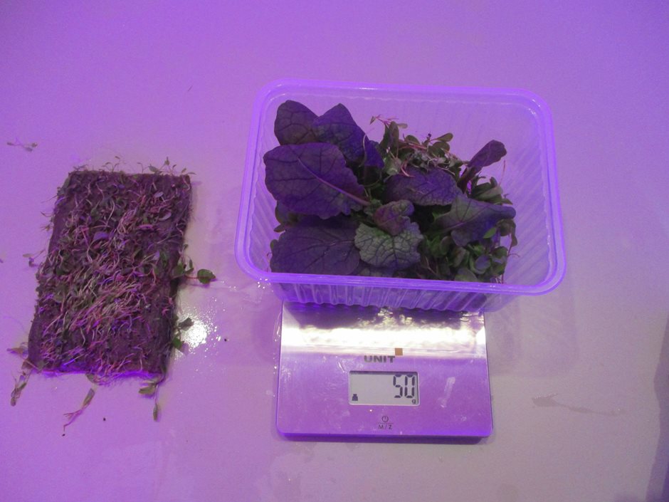 Горчица и микрозелень щавель «Сангвиник» в коррексе