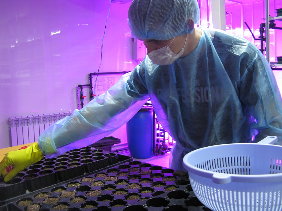 Практически стерильное производство позволяет выращивать растения без применения пестицидов