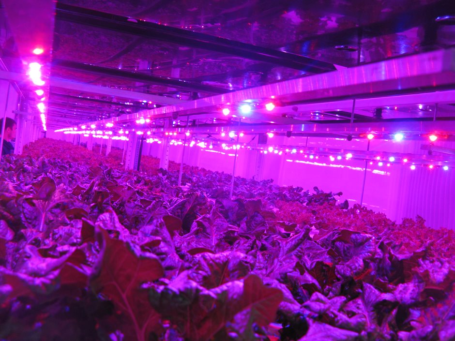 Салаты листовые в стадии вегетации под основным спектром освещения