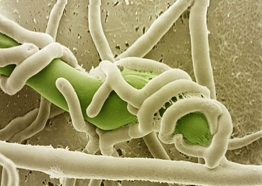  На страже от болезней растений стоят полезные микроорганизмы, которые обитают в биофильтре и распространяются в субстрат при поливе